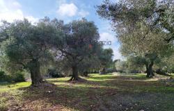 Sale Land with sea view Carovigno 14